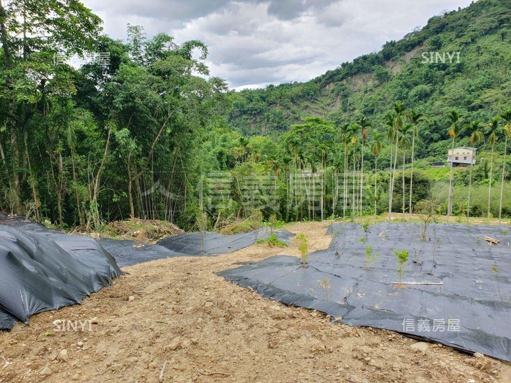 南投鹿谷鄉茅埔段千坪土地房屋室內格局與周邊環境