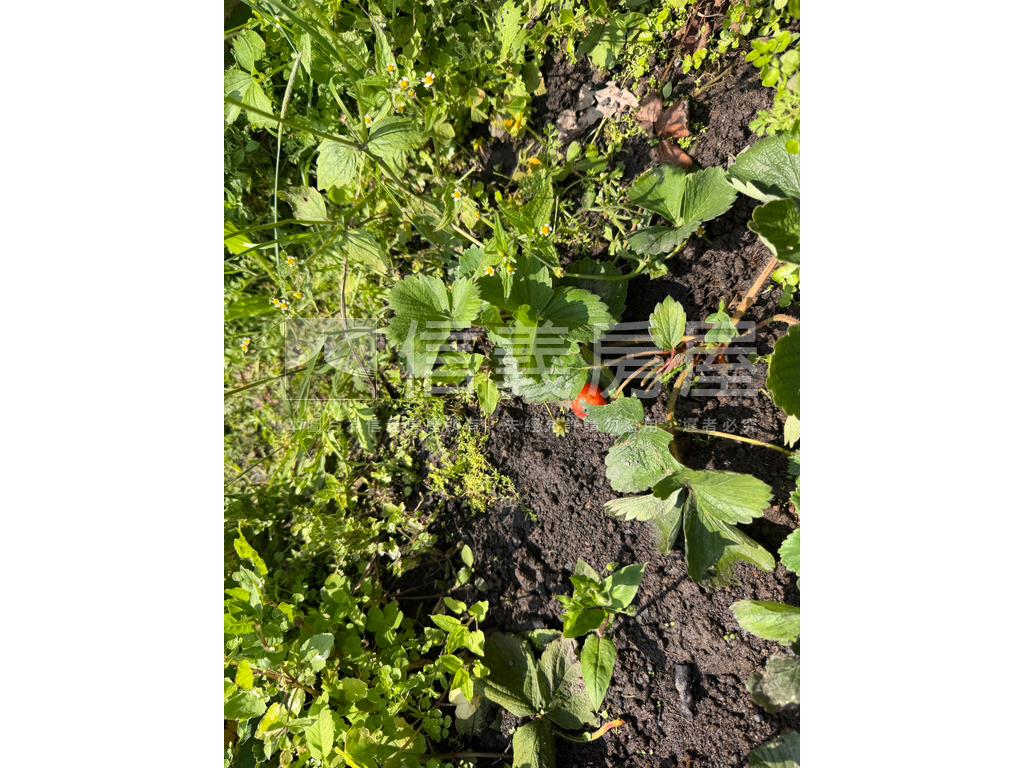 陽明山土地房屋室內格局與周邊環境