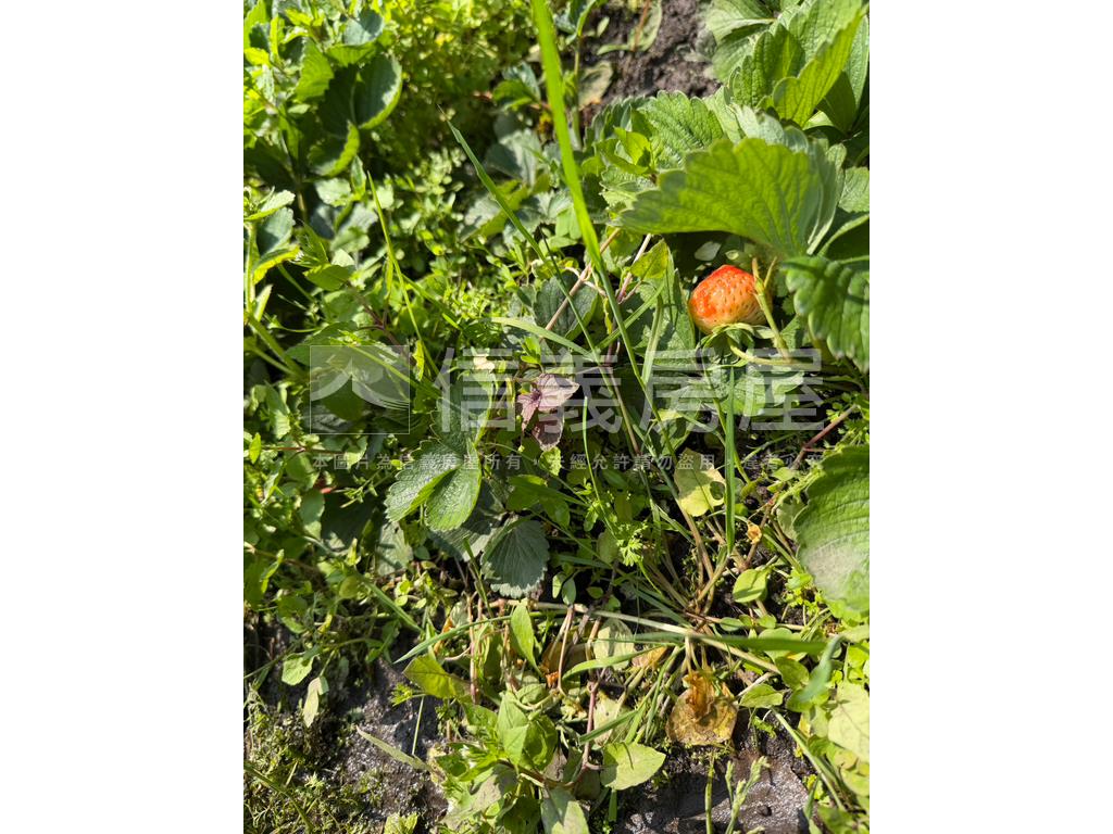 陽明山土地房屋室內格局與周邊環境