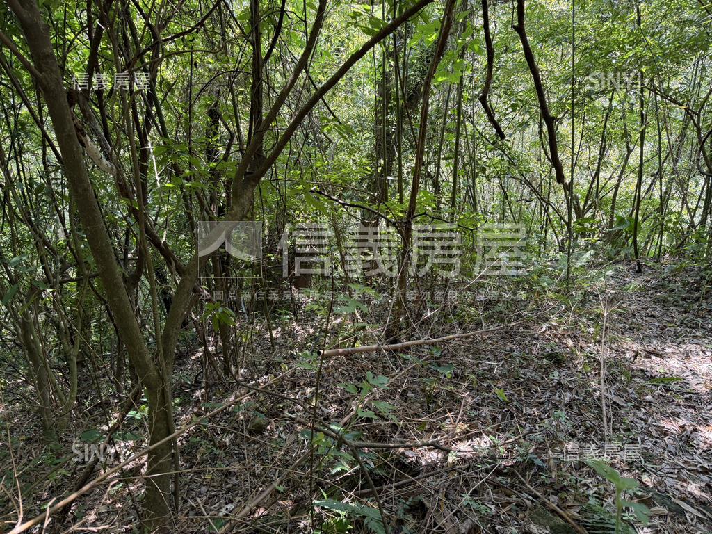 陽明山土地房屋室內格局與周邊環境