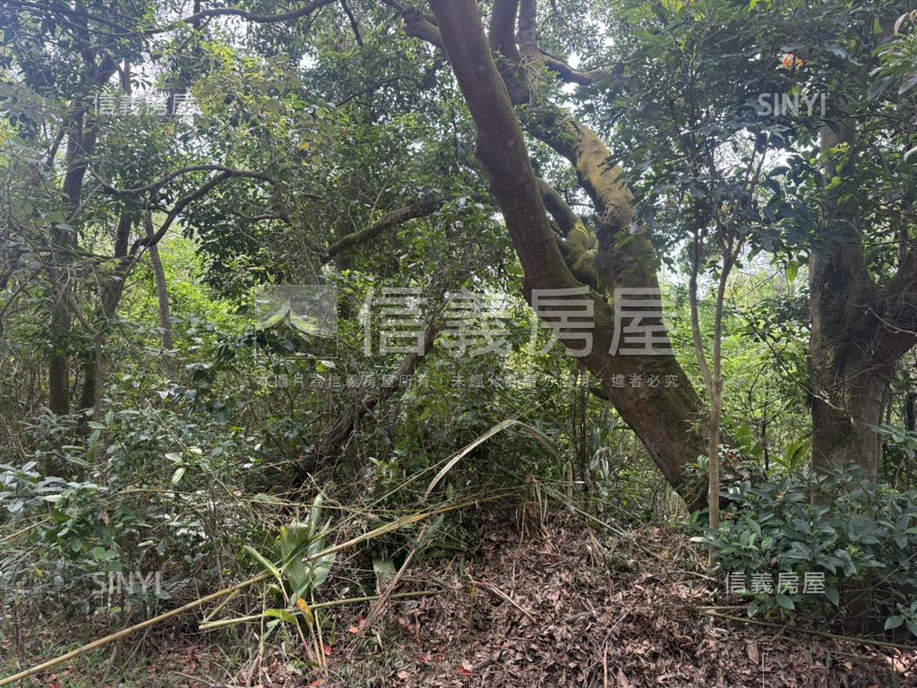 新竹新豐鄉方正便宜土地房屋室內格局與周邊環境