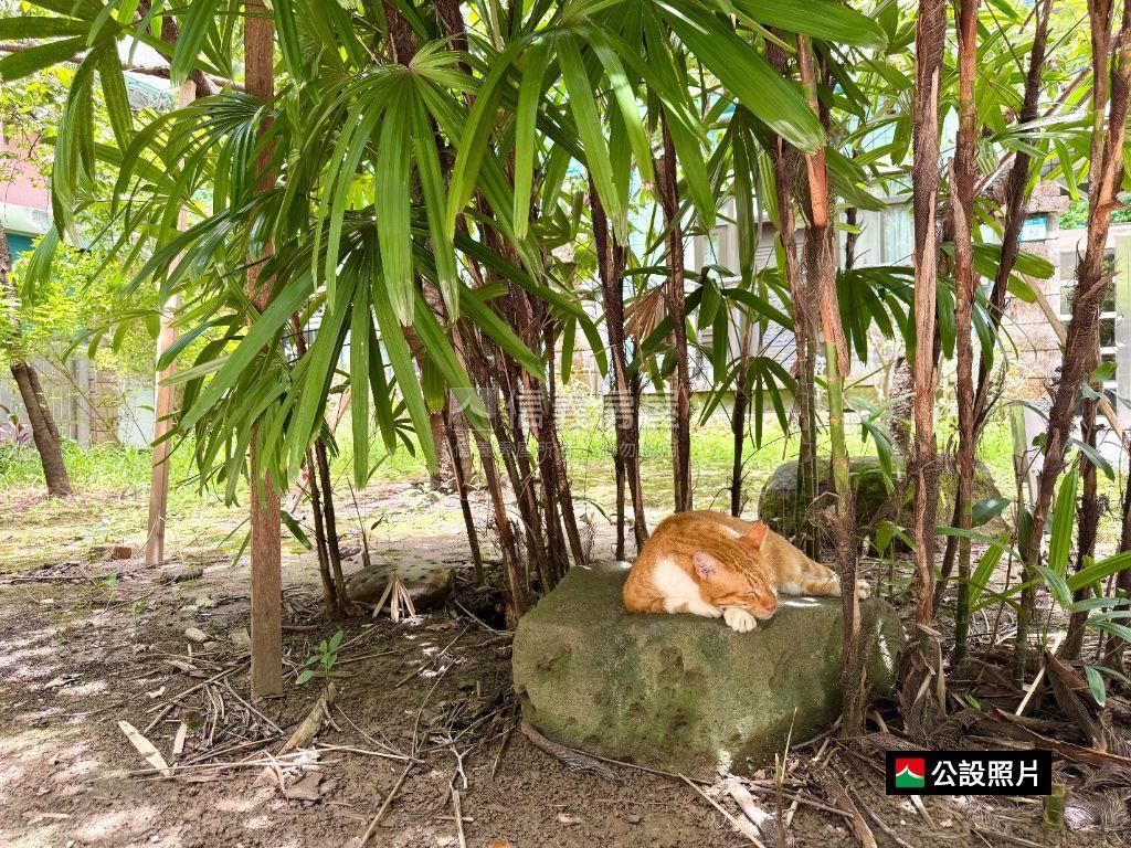 陽光沐浴。福德一路正兩房房屋室內格局與周邊環境