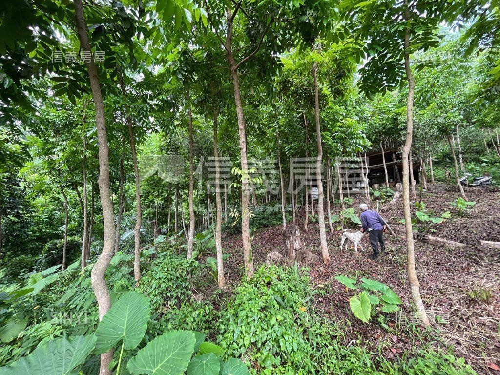 大地坪桃心木林地房屋室內格局與周邊環境