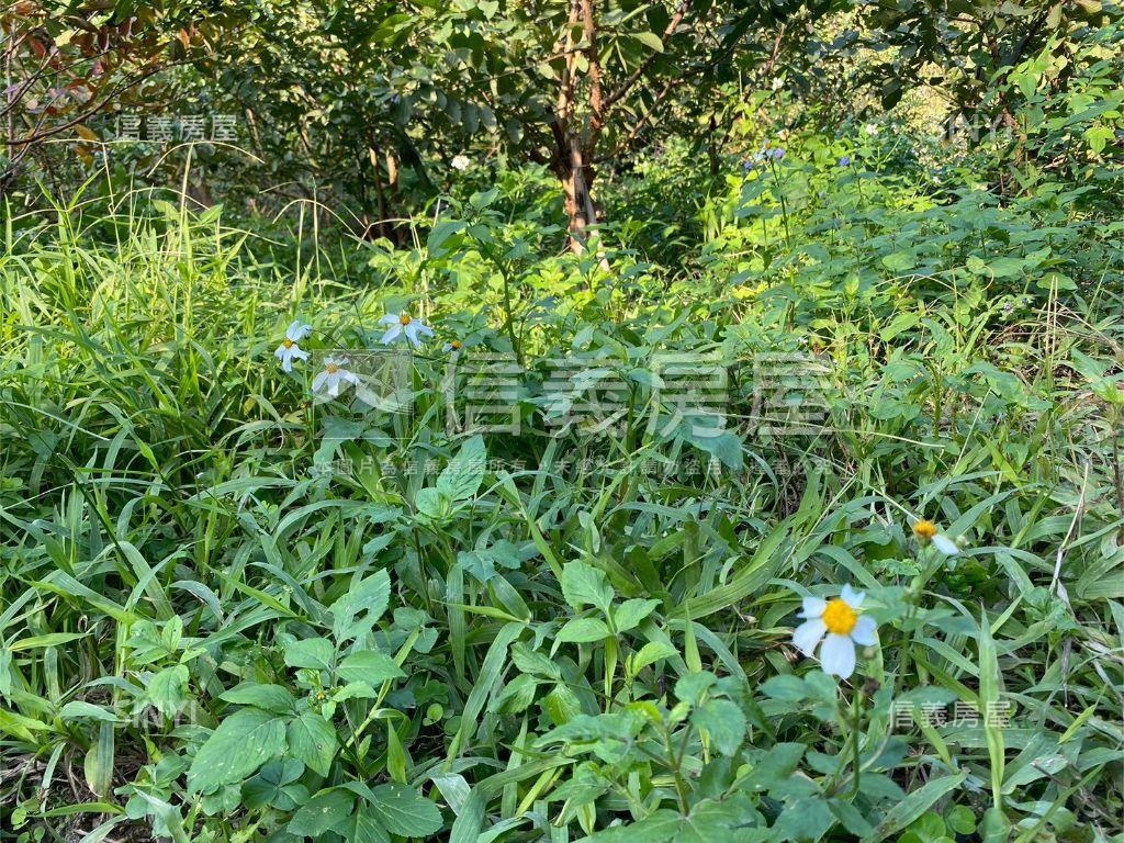 大溪信義段生態農地之一房屋室內格局與周邊環境