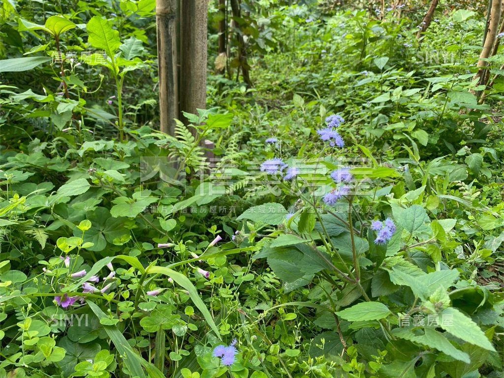 大溪信義段生態農地之一房屋室內格局與周邊環境