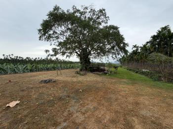屏東高樹鄉千坪農地