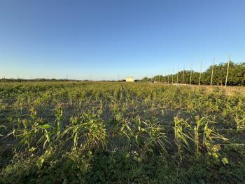 台南麻豆約９５２坪土地