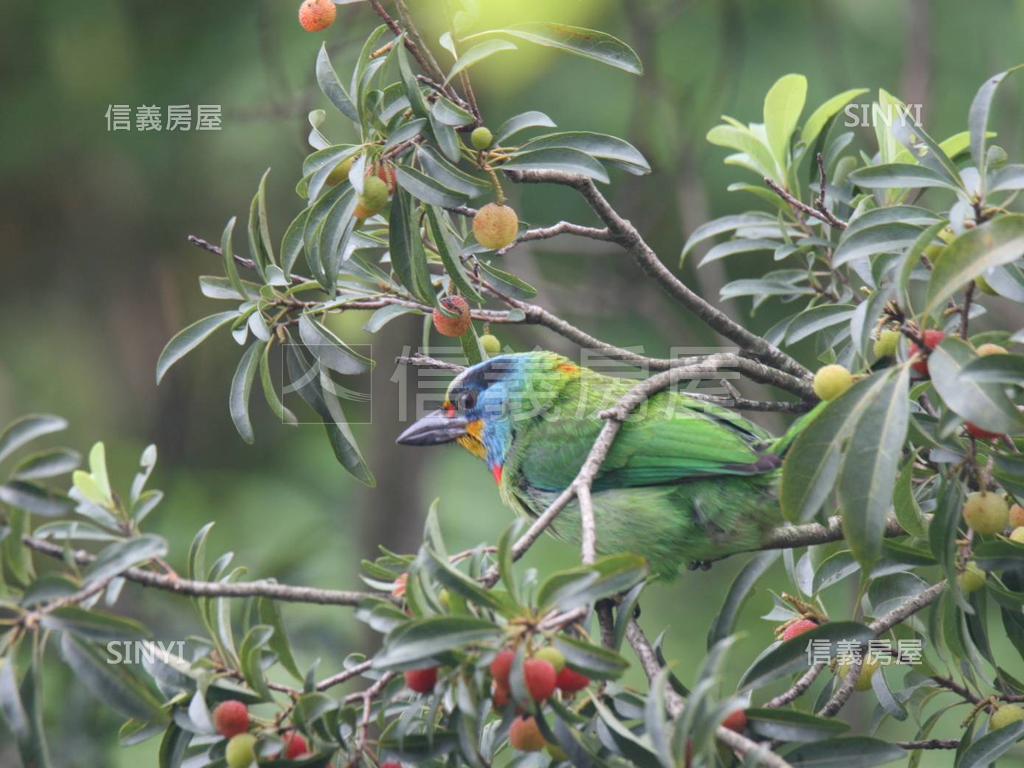 國泰金城．雙露臺戶房屋室內格局與周邊環境