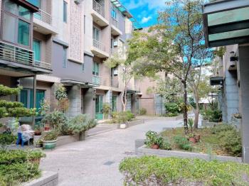 稀有後站金棕櫚