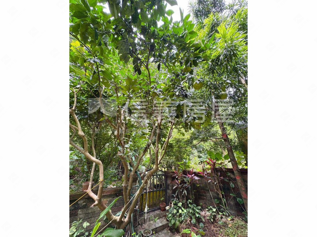 伯爵夫人稀有釋出庭園戶房屋室內格局與周邊環境