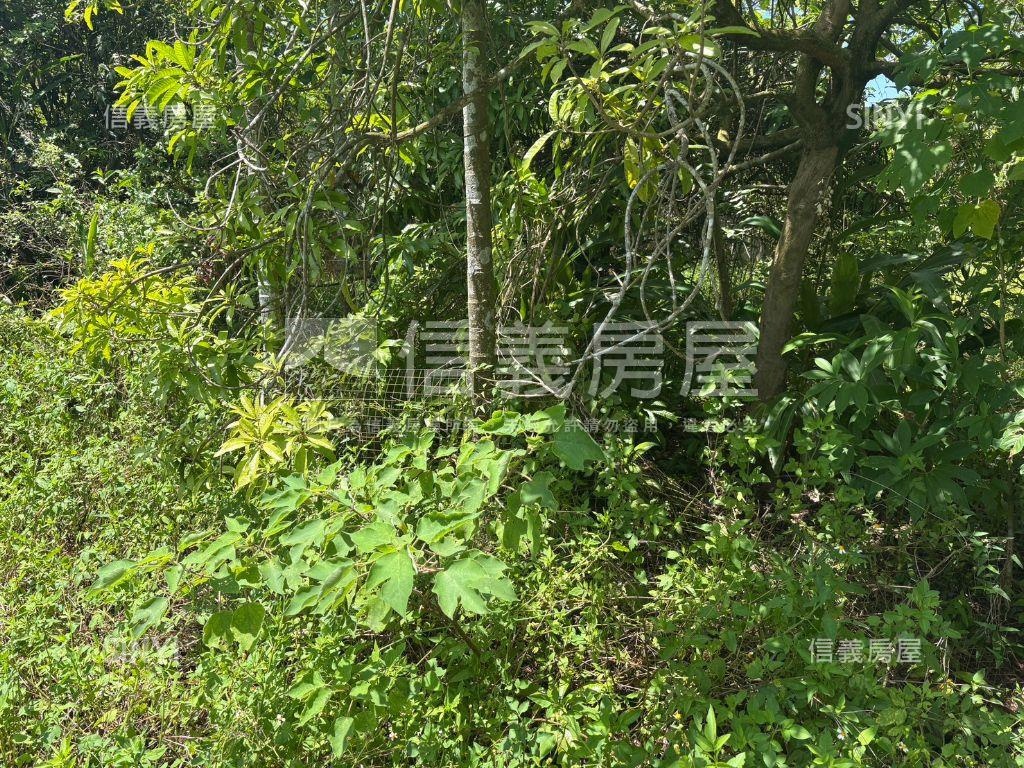 白河低總價農地Ｅ房屋室內格局與周邊環境