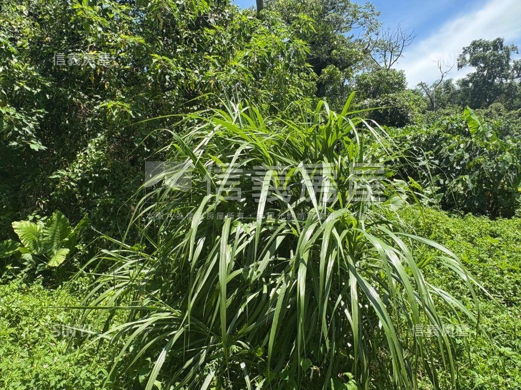 白河低總價農地Ｅ房屋室內格局與周邊環境
