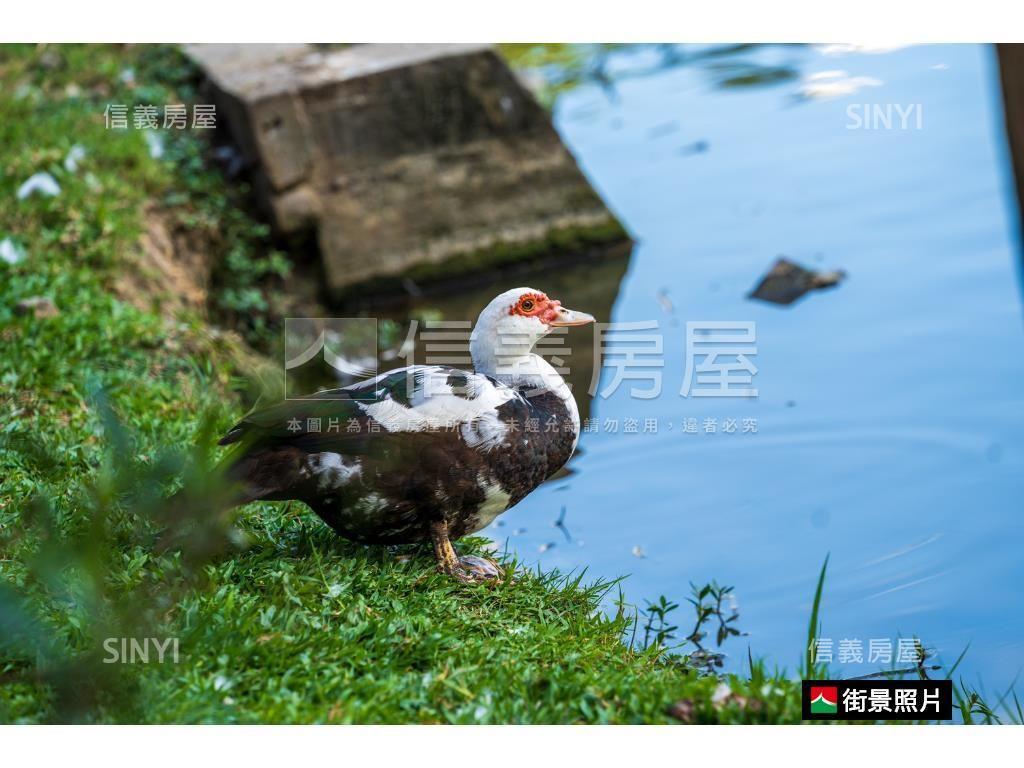 遠眺綠意．威靈頓山莊房屋室內格局與周邊環境