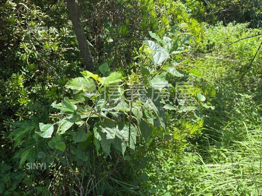 白河低總價農地Ｃ房屋室內格局與周邊環境