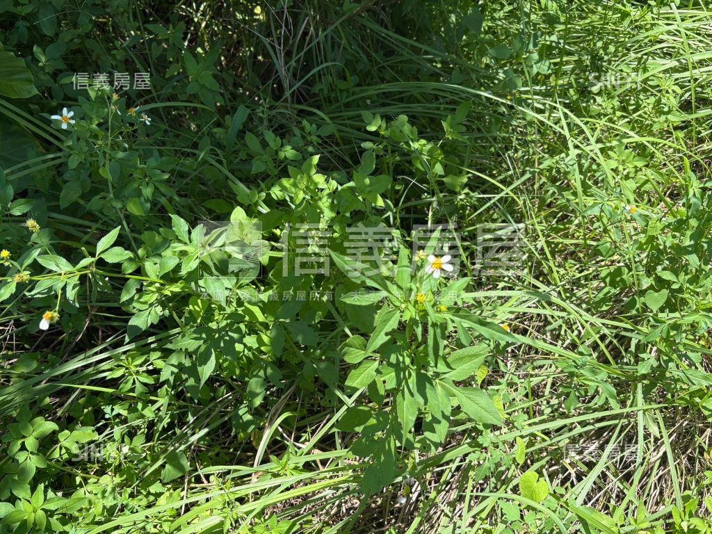 白河低總價農地Ｃ房屋室內格局與周邊環境