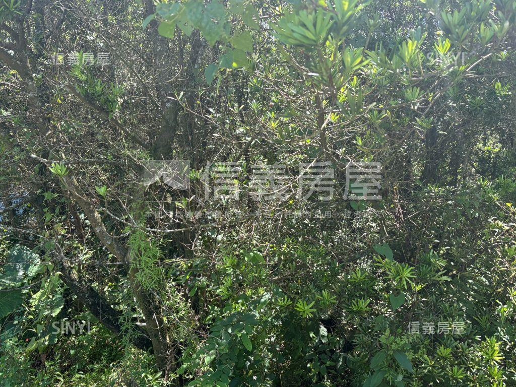白河低總價農地Ｃ房屋室內格局與周邊環境