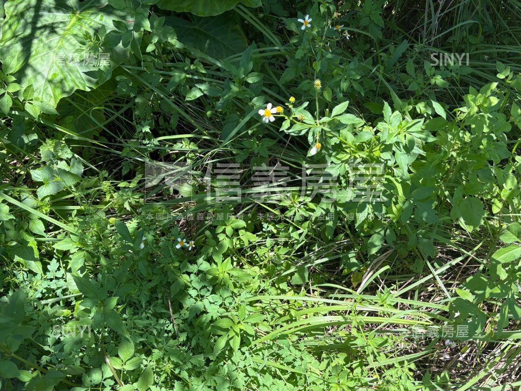 白河低總價農地Ｃ房屋室內格局與周邊環境