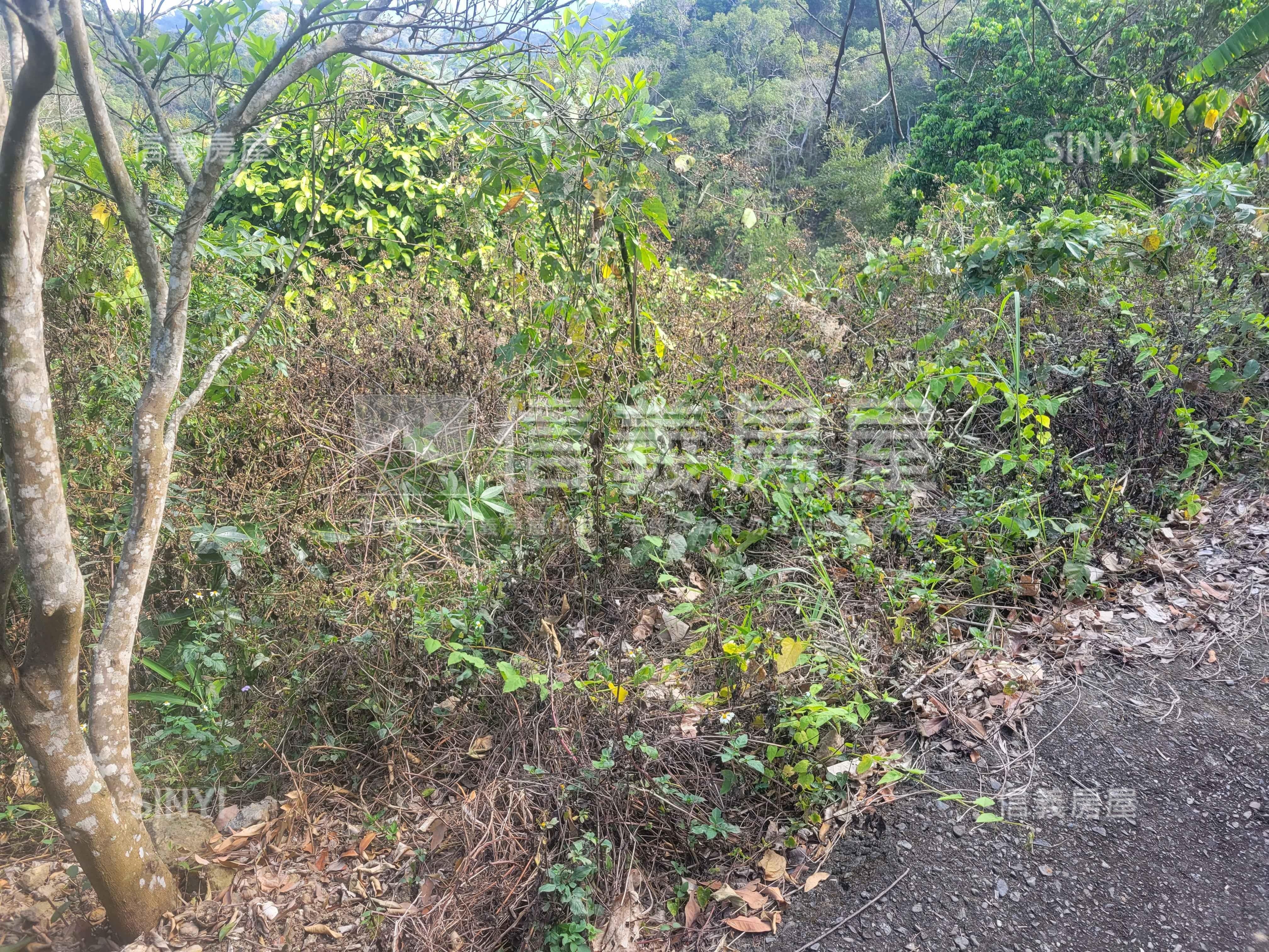 太平低總價土地林地養蜂房屋室內格局與周邊環境