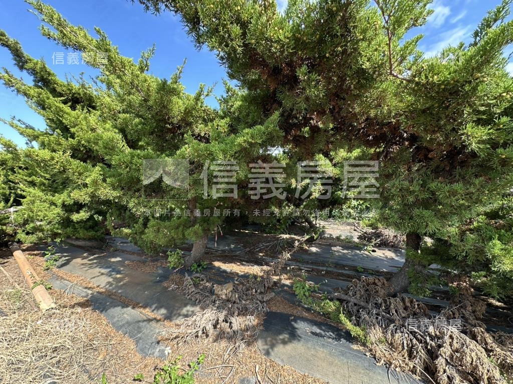 優二崙港後種真柏美農地房屋室內格局與周邊環境