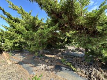 優二崙港後種真柏美農地