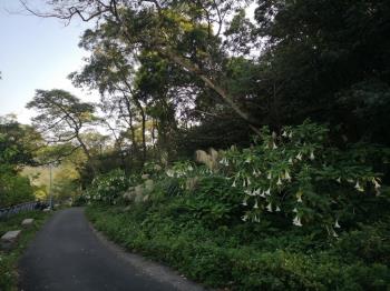 陽明山平菁街２千坪土地