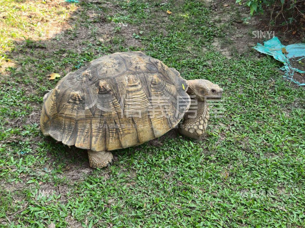 歸仁｜真柏摩爾莊園房屋室內格局與周邊環境