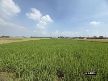 六甲區特定農地