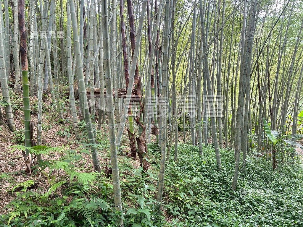 三峽臨路農牧地房屋室內格局與周邊環境