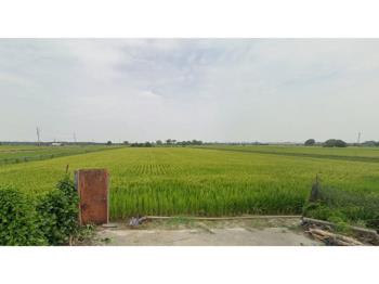 嘉義水上農地