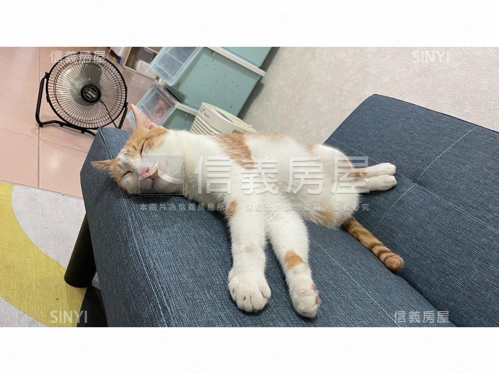 低總價－雙敦設籍房屋室內格局與周邊環境