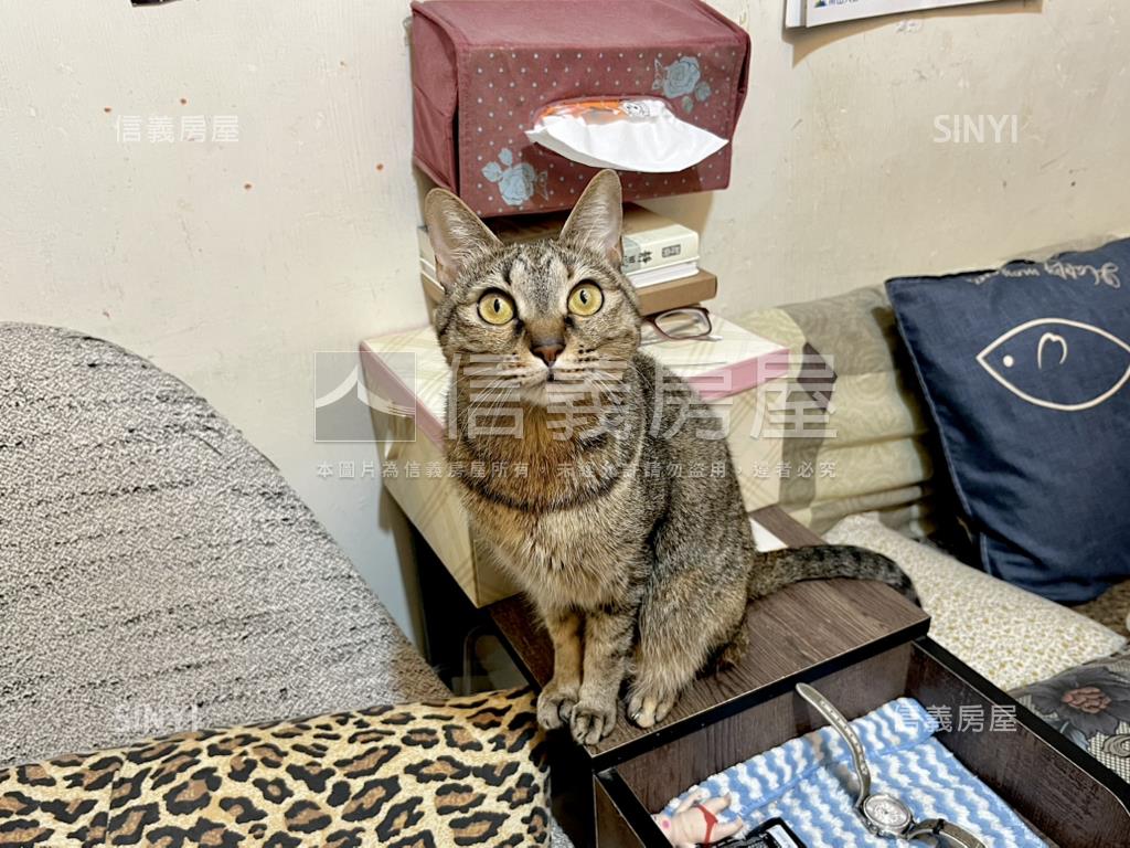 大馬路上黃金小公寓房屋室內格局與周邊環境