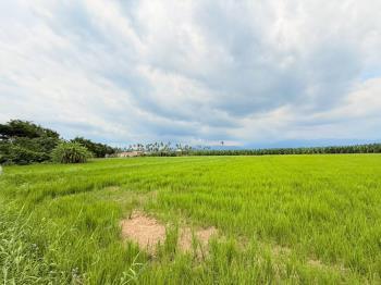 旗山臨路漂亮農地