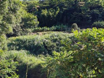 老莊路臨路農地