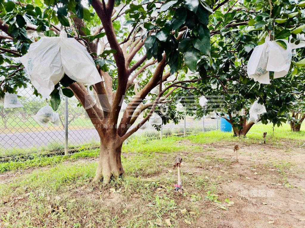麻豆安正段｜柚香園農地房屋室內格局與周邊環境