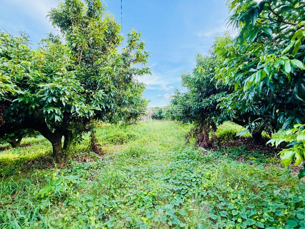 大樹三和農地•佛光山義大房屋室內格局與周邊環境