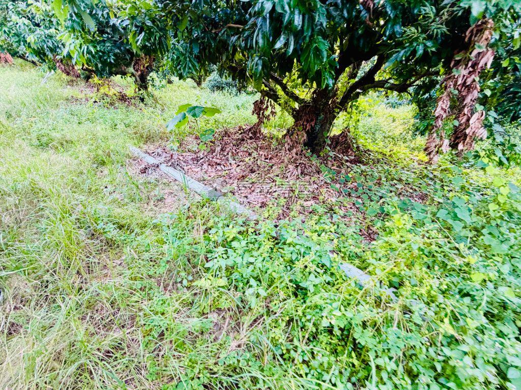 大樹三和農地•佛光山義大房屋室內格局與周邊環境