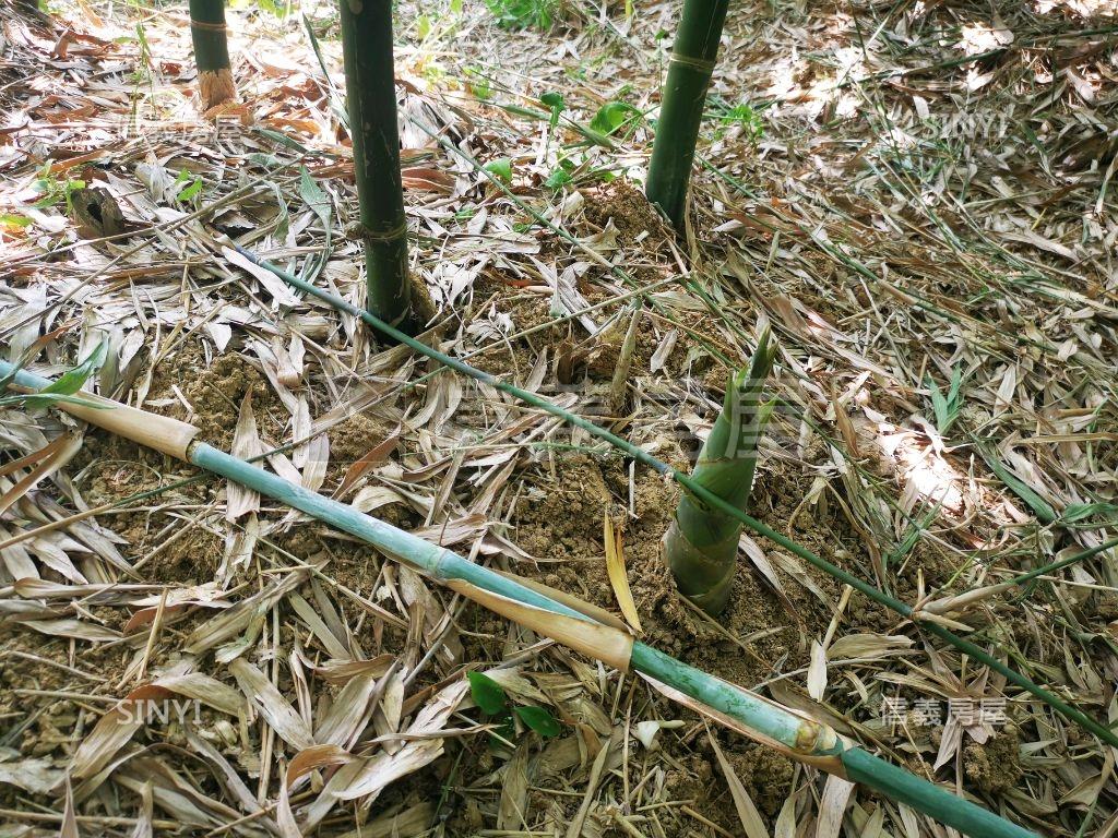 三芝平坦農地房屋室內格局與周邊環境