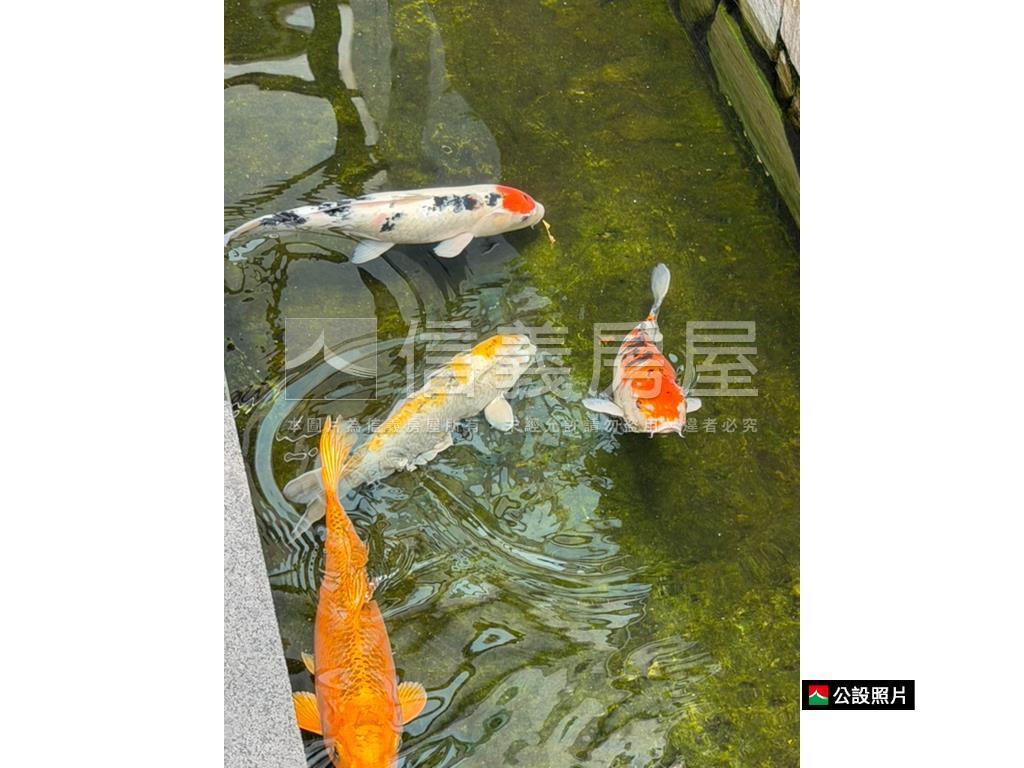 專任大安中庭管理露臺戶房屋室內格局與周邊環境