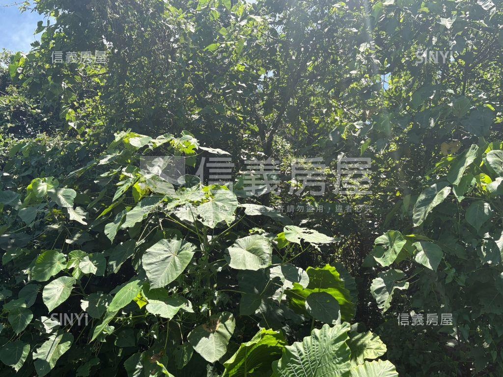 白河低總價農地Ｄ房屋室內格局與周邊環境