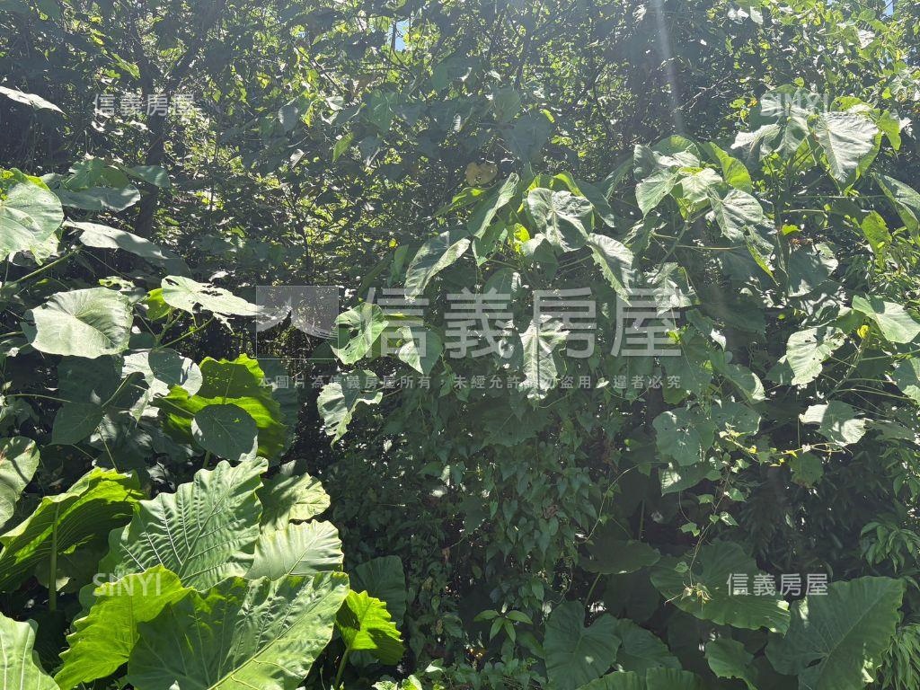 白河低總價農地Ｄ房屋室內格局與周邊環境