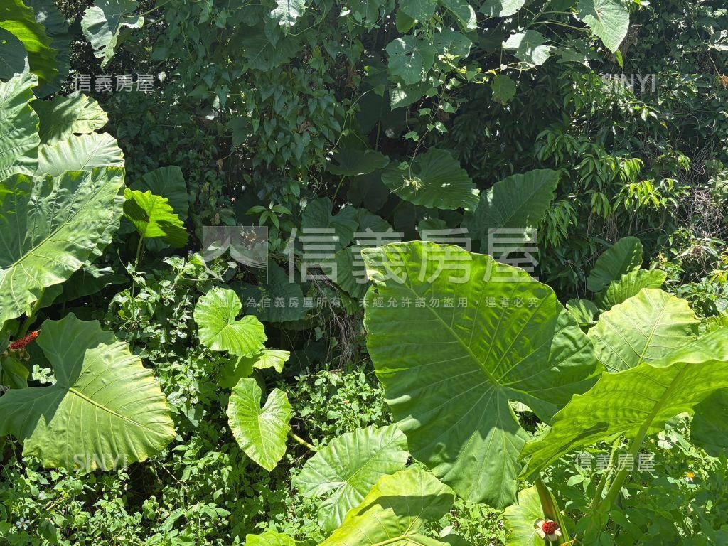 白河低總價農地Ｄ房屋室內格局與周邊環境