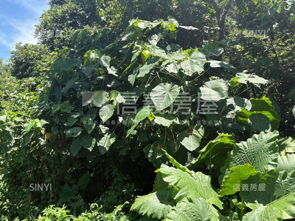 白河低總價農地Ｄ房屋室內格局與周邊環境
