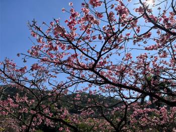 花園新城青森雅居