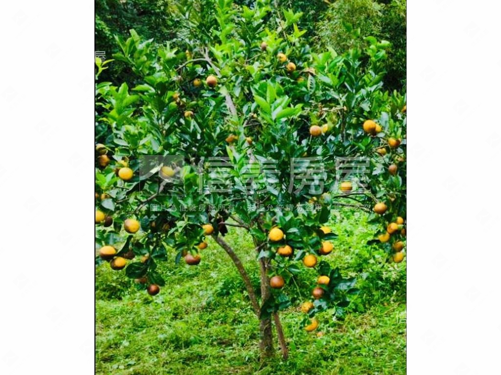 紫藤花園旁漂亮農地房屋室內格局與周邊環境