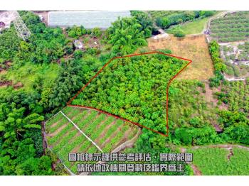 阿蓮峰崗領畔慢田園