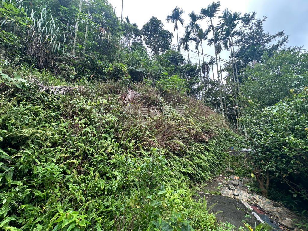 中坑置產林地房屋室內格局與周邊環境