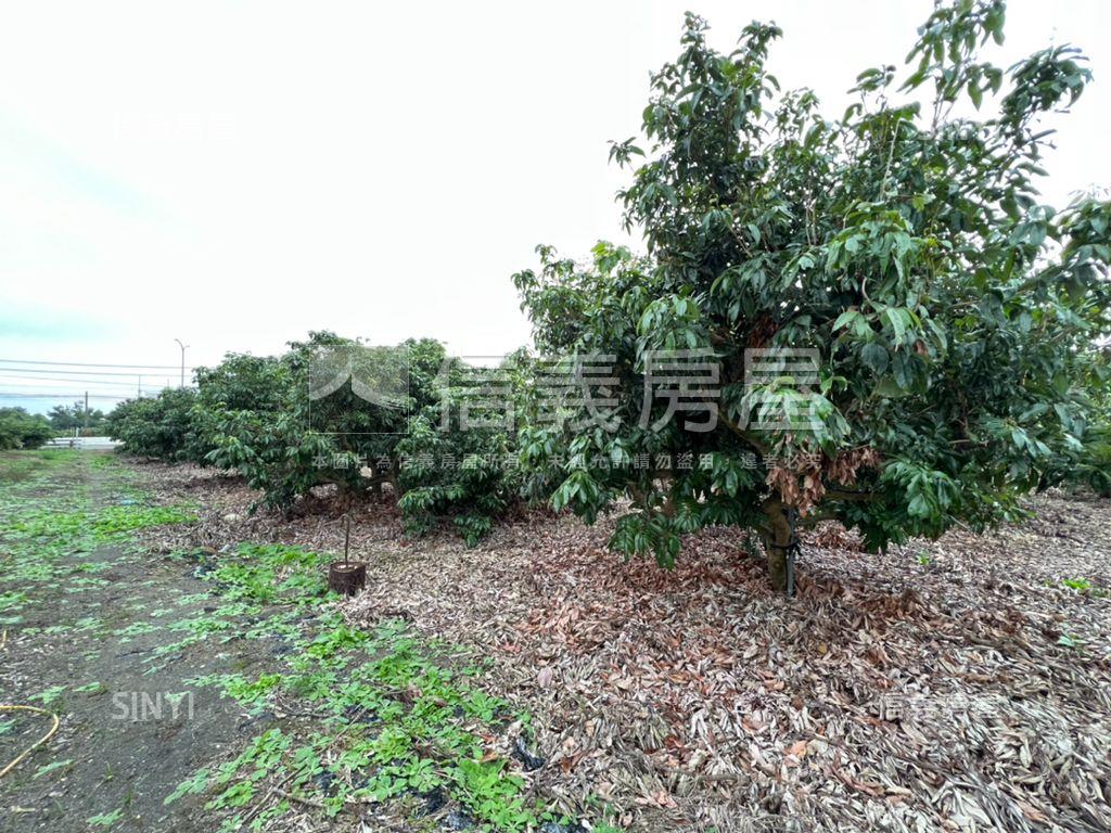 大樹臨路土地房屋室內格局與周邊環境