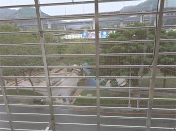 大泰山面公園臨路金雞母