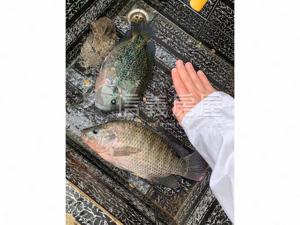整理好的農舍錯過將留遺憾房屋室內格局與周邊環境