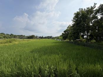 烏山頭旁有塊農地